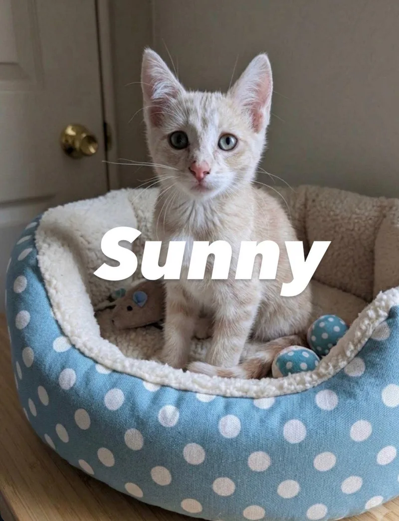 Sunny thumbnail 2