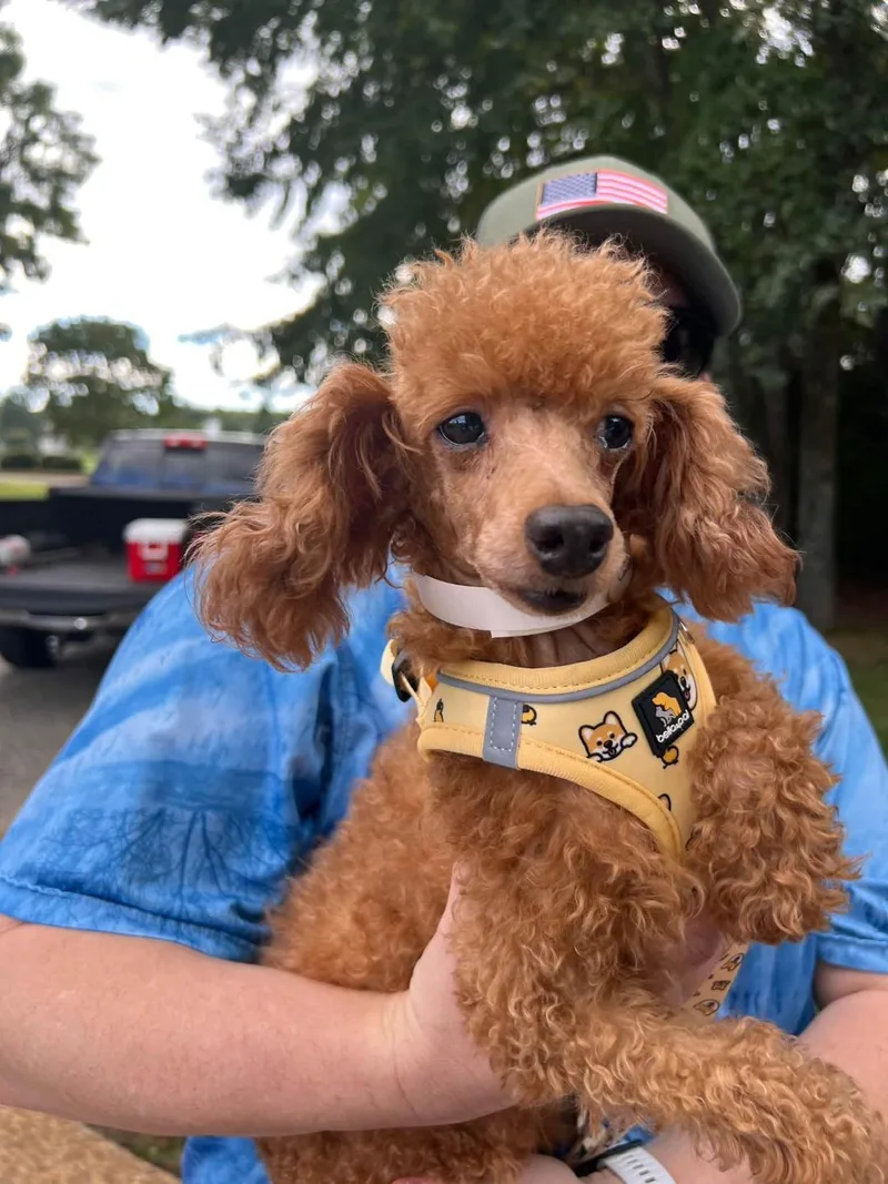 An adult small-sized female Apricot / Beige Miniature Poodle dog named Truffle for adoption in Williamsburg, VA