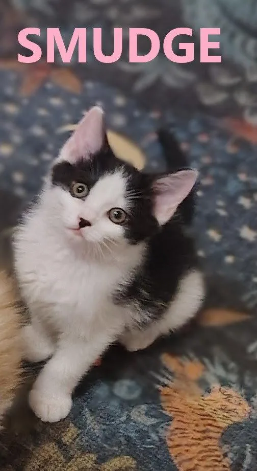 Smudge sweetest baby girl thumbnail 2