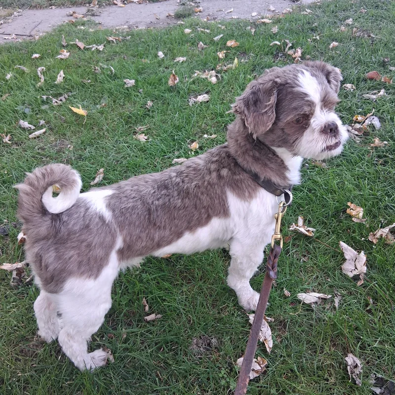 An adult small-sized male Brown / Chocolate Shih Tzu dog named Max for adoption in Hagerstown, MD