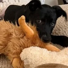 A baby medium-sized male Black Mixed Breed dog named Denali for adoption in Huntsville, AL