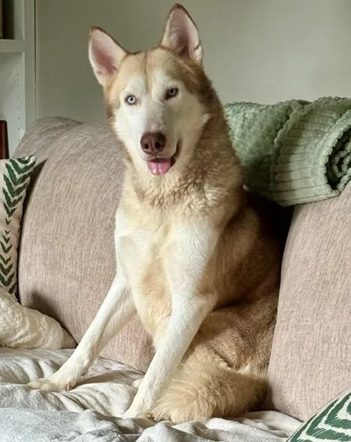 A young medium-sized male Apricot / Beige Siberian Husky dog named Finn for adoption in York, PA
