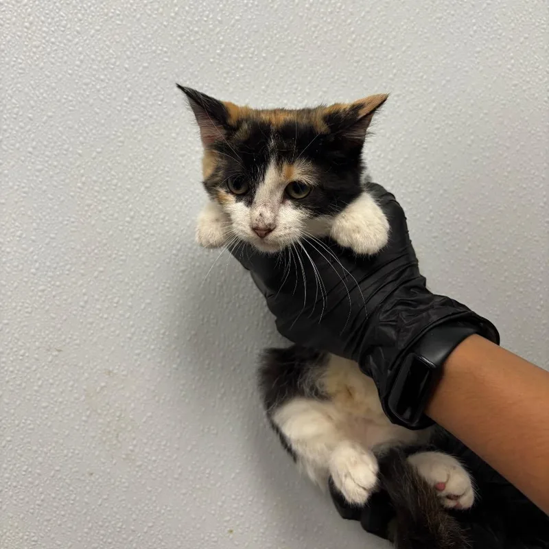 A baby small-sized female Calico Domestic Short Hair cat named Cinnamon for adoption in Abilene, TX