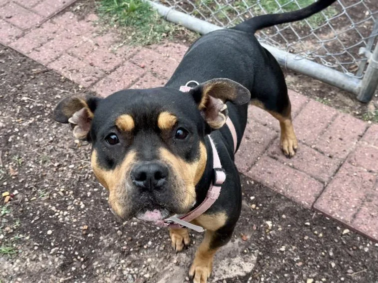 A young medium-sized female Rottweiler dog named Princess for adoption in Houston, TX