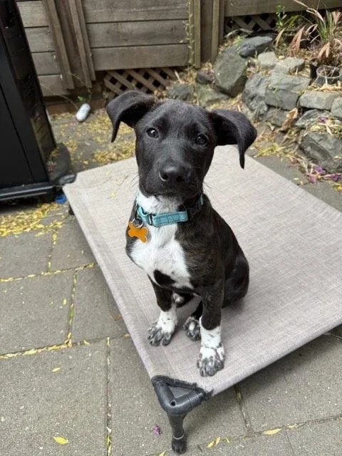 A young medium-sized female Cattle Dog dog named Paisley for adoption in Sunnyvale, CA