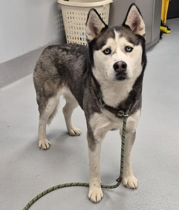 An adult large-sized female Siberian Husky dog named Ic for adoption in Lawrenceville, GA
