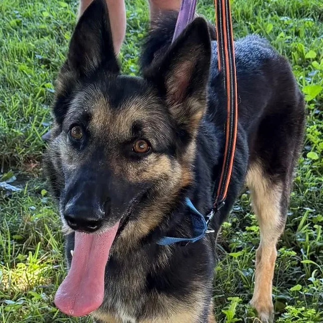 An adult large-sized female Bicolor German Shepherd Dog dog named Missy for adoption in Spencer, IN