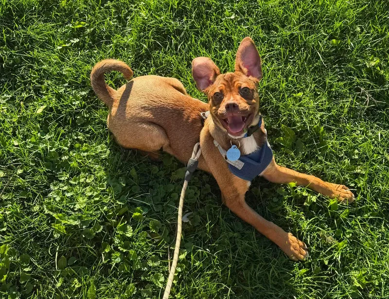 A baby medium-sized male Golden Mixed Breed dog named Herman for adoption in De Pere, WI