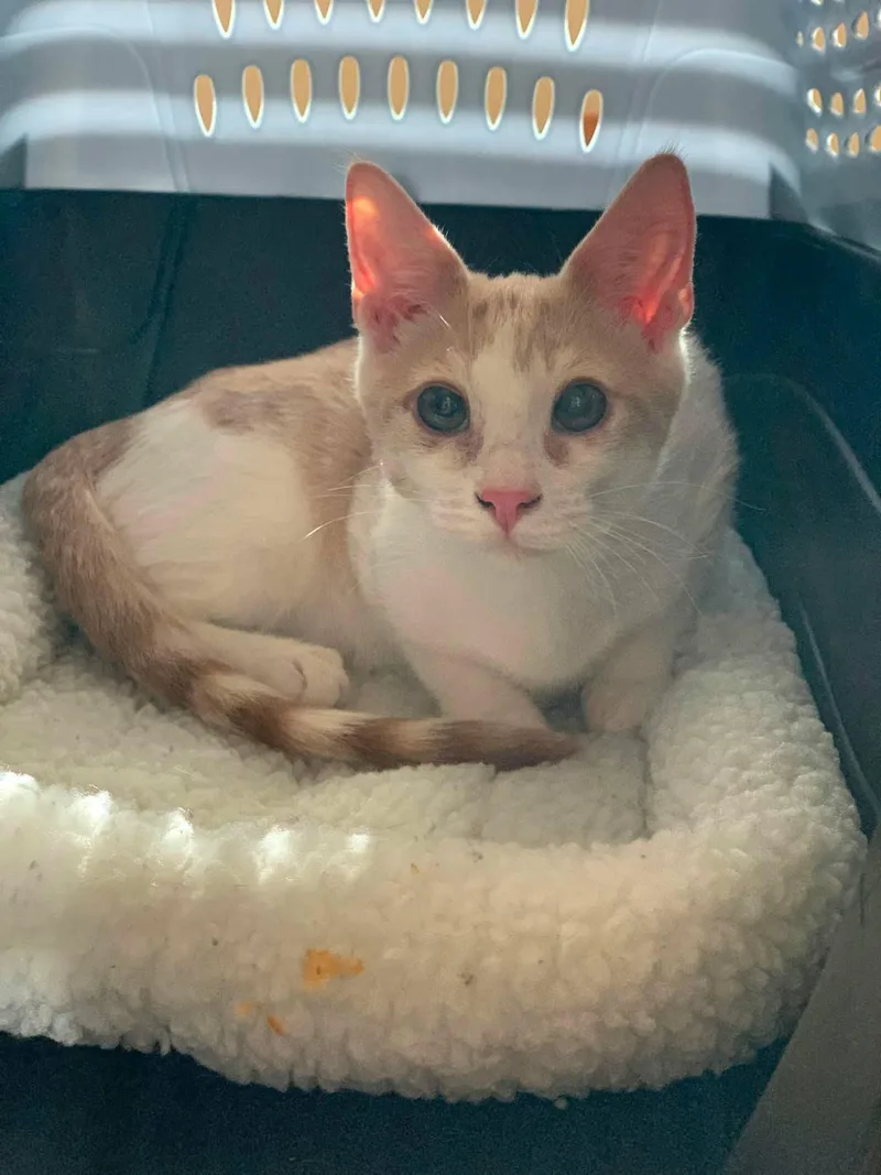 A baby medium-sized male Domestic Short Hair cat named Shelby for adoption in Santa Clara, CA