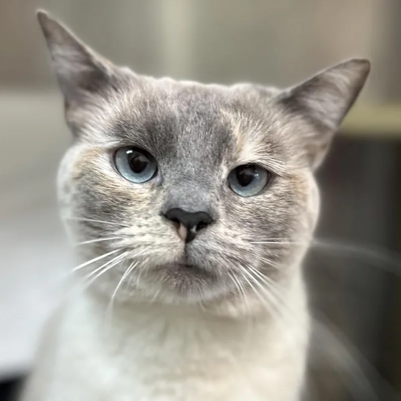 An adult large-sized female Lilac Point Domestic Short Hair cat named Aeravis for adoption in Lynchburg, VA