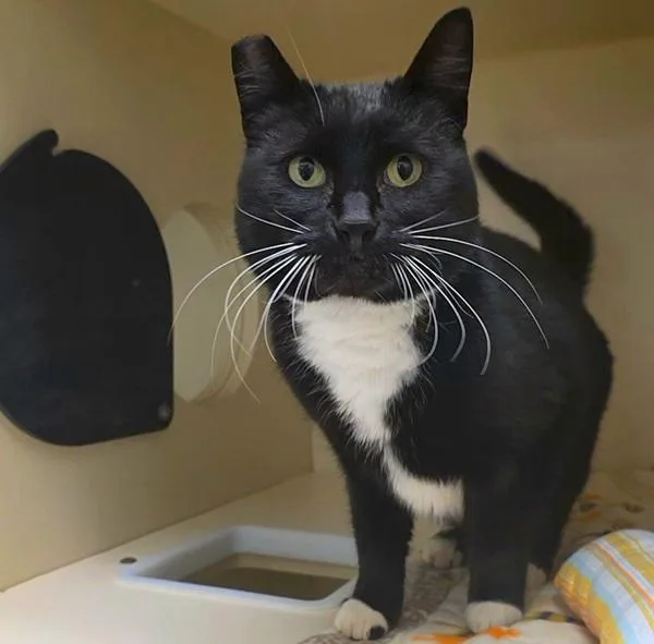 An adult medium-sized female Domestic Short Hair cat named Spock for adoption in Silverdale, WA