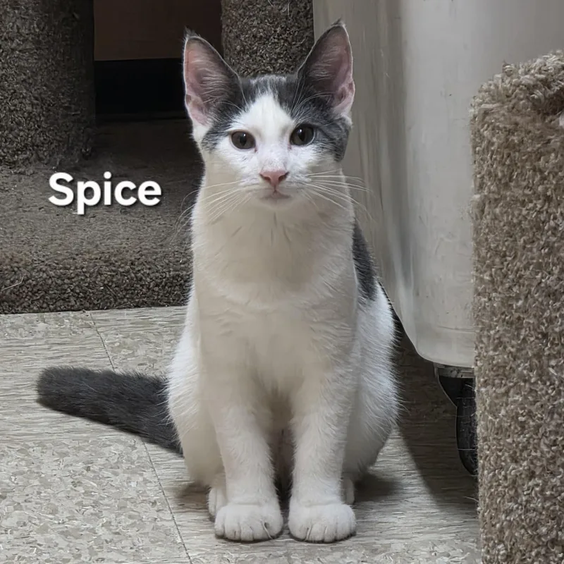 A baby medium-sized male Gray & White Domestic Short Hair cat named Spice for adoption in Temple, PA