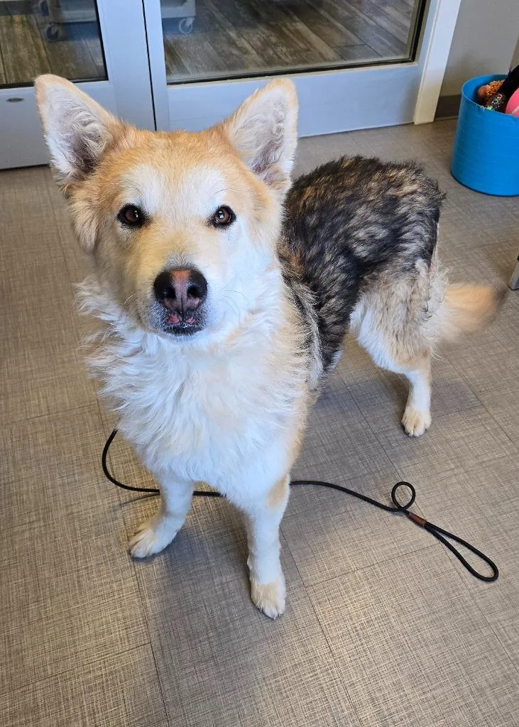 Yodel Yrly thumbnail 2