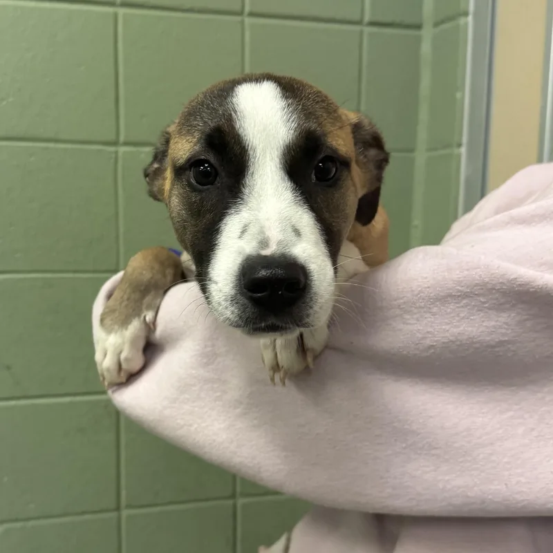 A young medium-sized male Shepherd dog named Chicken Nugget for adoption in Kearney, NE