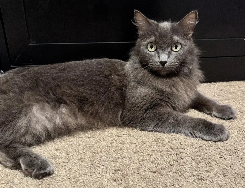 An adult medium-sized female Domestic Long Hair cat named Smokey for adoption in St. Helens, OR