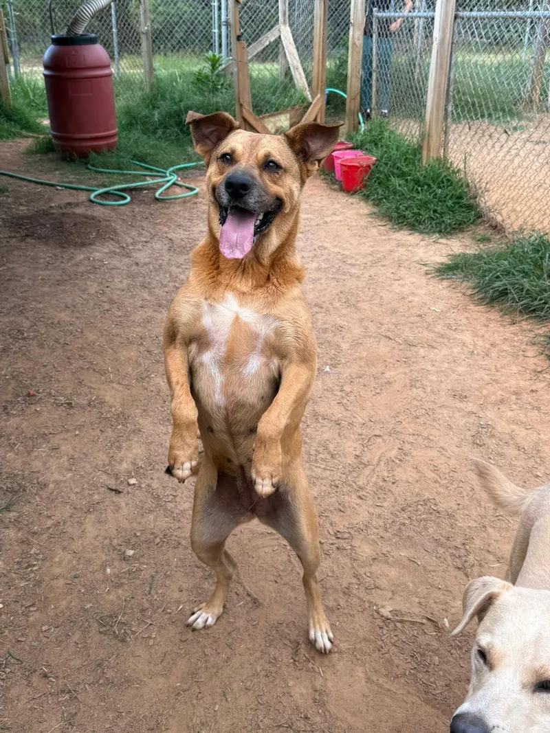 A young medium-sized female Labrador Retriever dog named Bella for adoption in Pembroke, MA