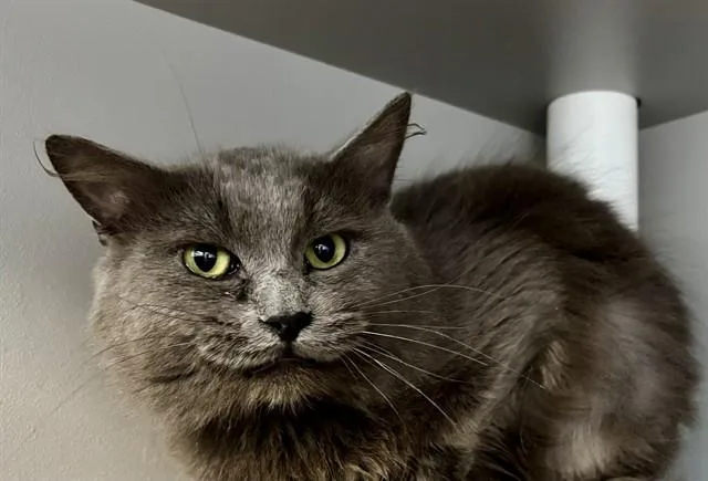 A young medium-sized male Domestic Medium Hair cat named Schnitzel for adoption in Kalamazoo, MI