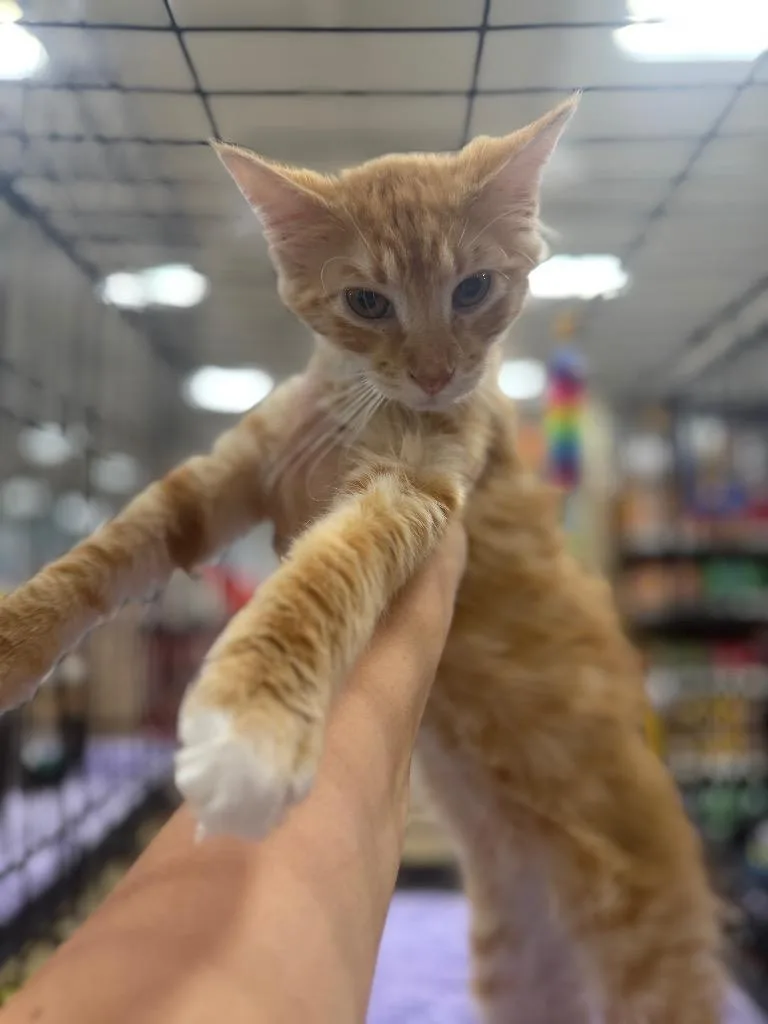 A baby large-sized male Domestic Medium Hair cat named Burnout for adoption in warrenville, SC