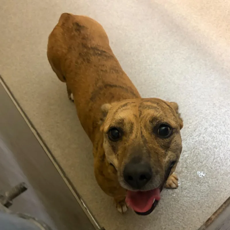 An adult medium-sized female Brown / Chocolate Mixed Breed dog named Lily for adoption in Waukesha, WI