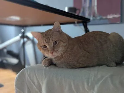 An adult medium-sized male Domestic Short Hair cat named Yuri for adoption in Washington, DC