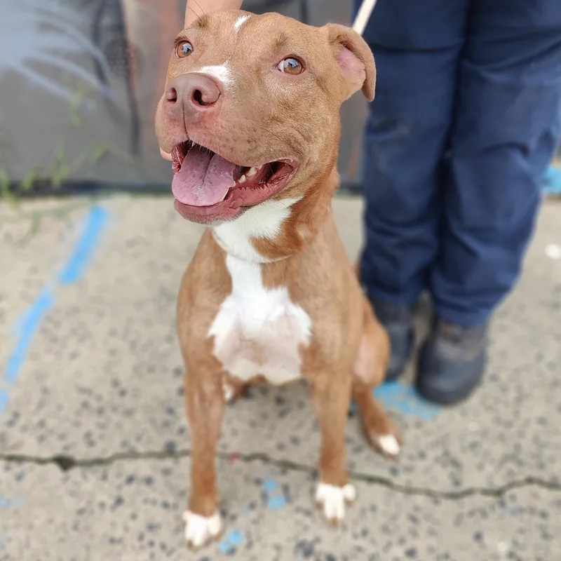 An adult medium-sized male Brindle Pit Bull Terrier dog named Jessie for adoption in Jersey city, NJ