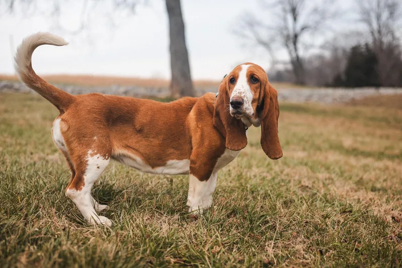 Honey Suckle thumbnail 3