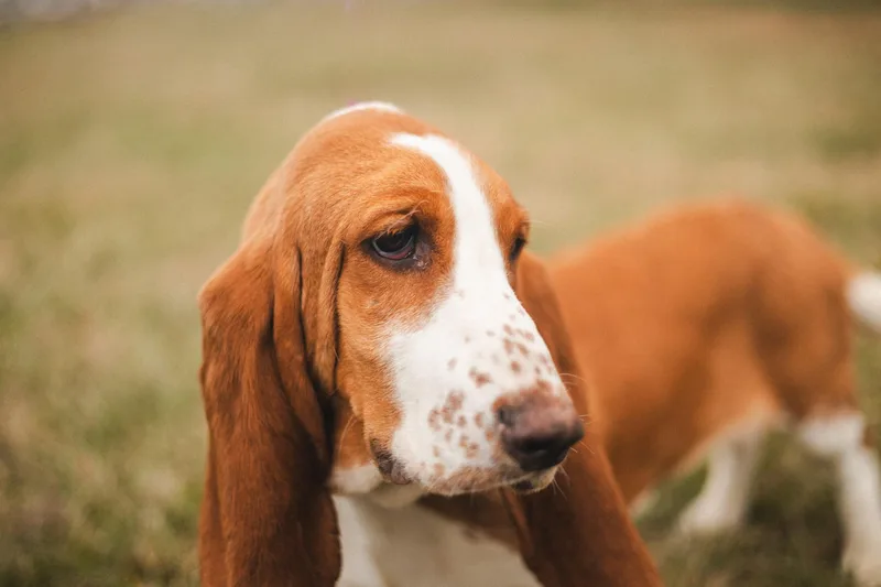 Honey Suckle thumbnail 4