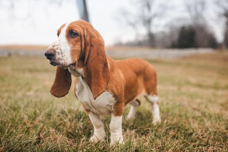 Honey Suckle thumbnail 5