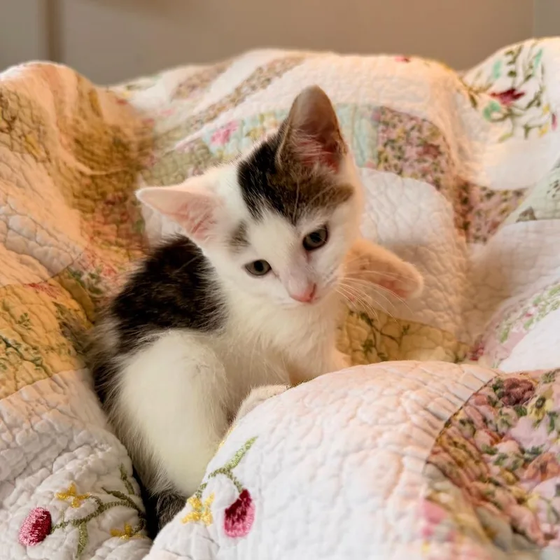 A baby small-sized female White Domestic Short Hair cat named Fig for adoption in Springfield, IL