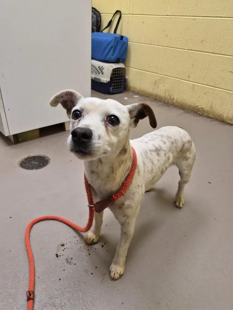 An adult small-sized male Jack Russell Terrier dog named Rizzo for adoption in Crossville, TN
