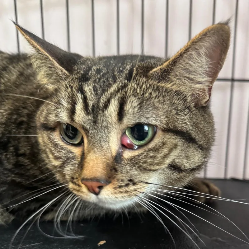 An adult large-sized female Brown / Chocolate Domestic Short Hair cat named Salta for adoption in Salisbury, MA