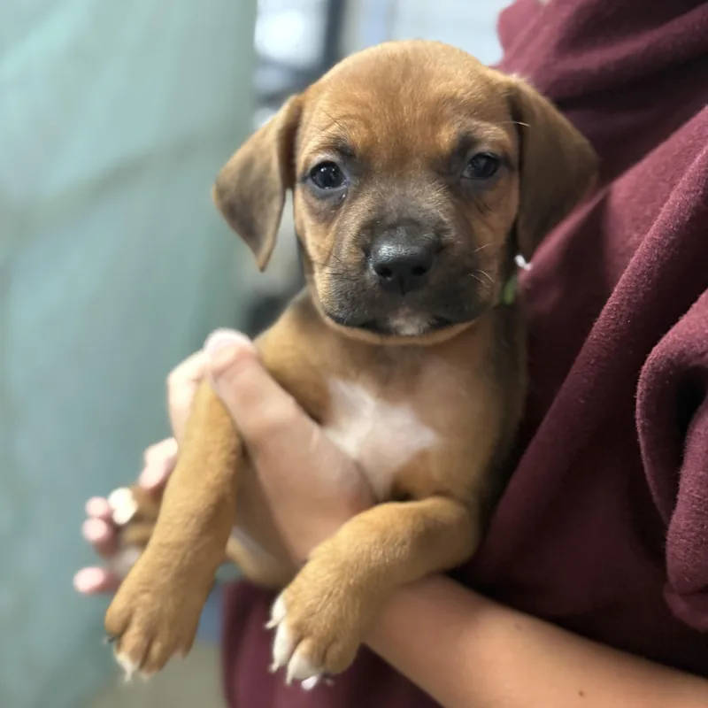 Leafy Seadragon thumbnail 2