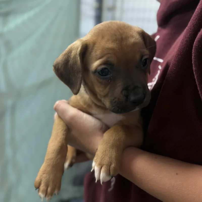 Leafy Seadragon thumbnail 3