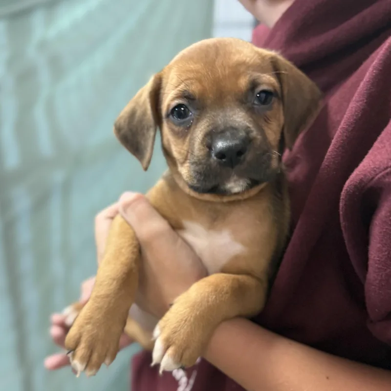 Leafy Seadragon thumbnail 4