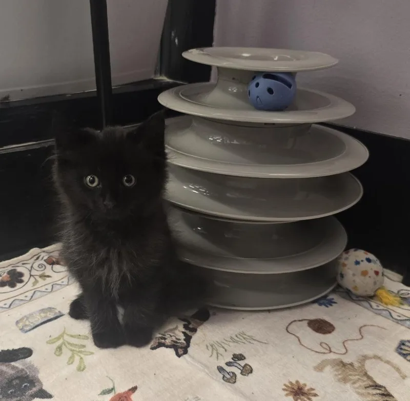 A baby small-sized female Black Domestic Long Hair cat named Prudence for adoption in Ruskin, FL