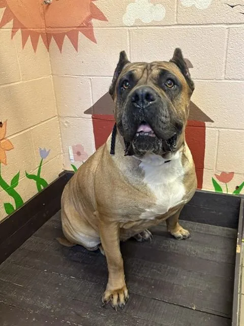 An adult extra large-sized female Presa Canario dog named Princess for adoption in Castaic, CA