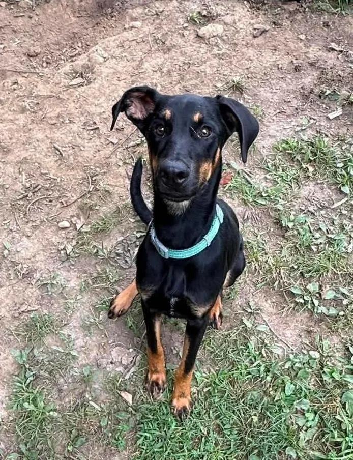 A baby large-sized male Mixed Breed dog named Blue for adoption in Princeton, IN