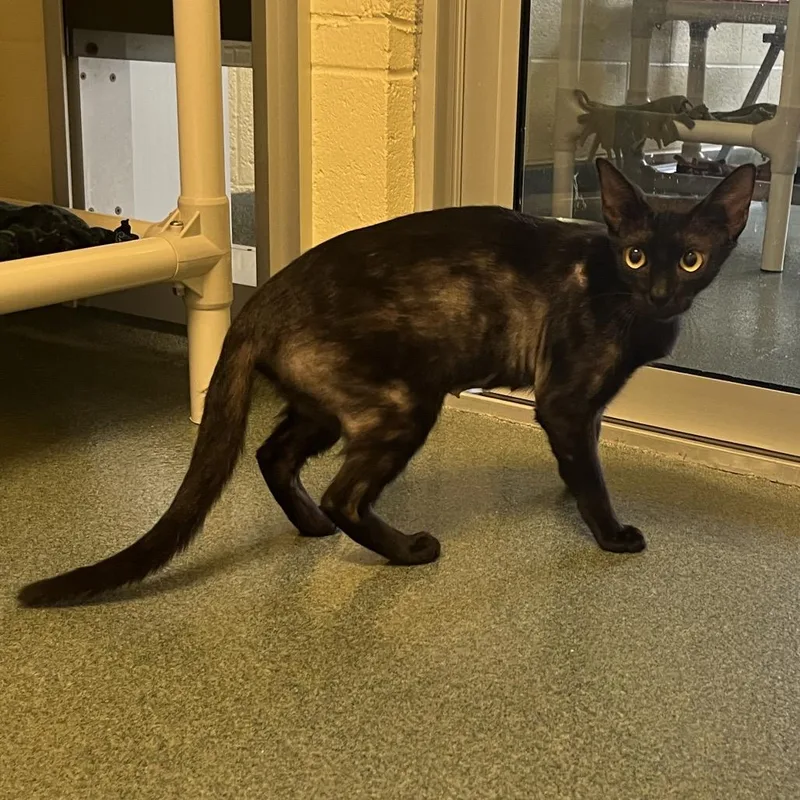 A young medium-sized female Black Domestic Short Hair cat named Kiki for adoption in Naples, FL