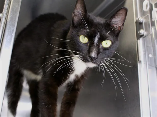 An adult medium-sized female Domestic Short Hair cat named Indigo for adoption in Tallahassee, FL