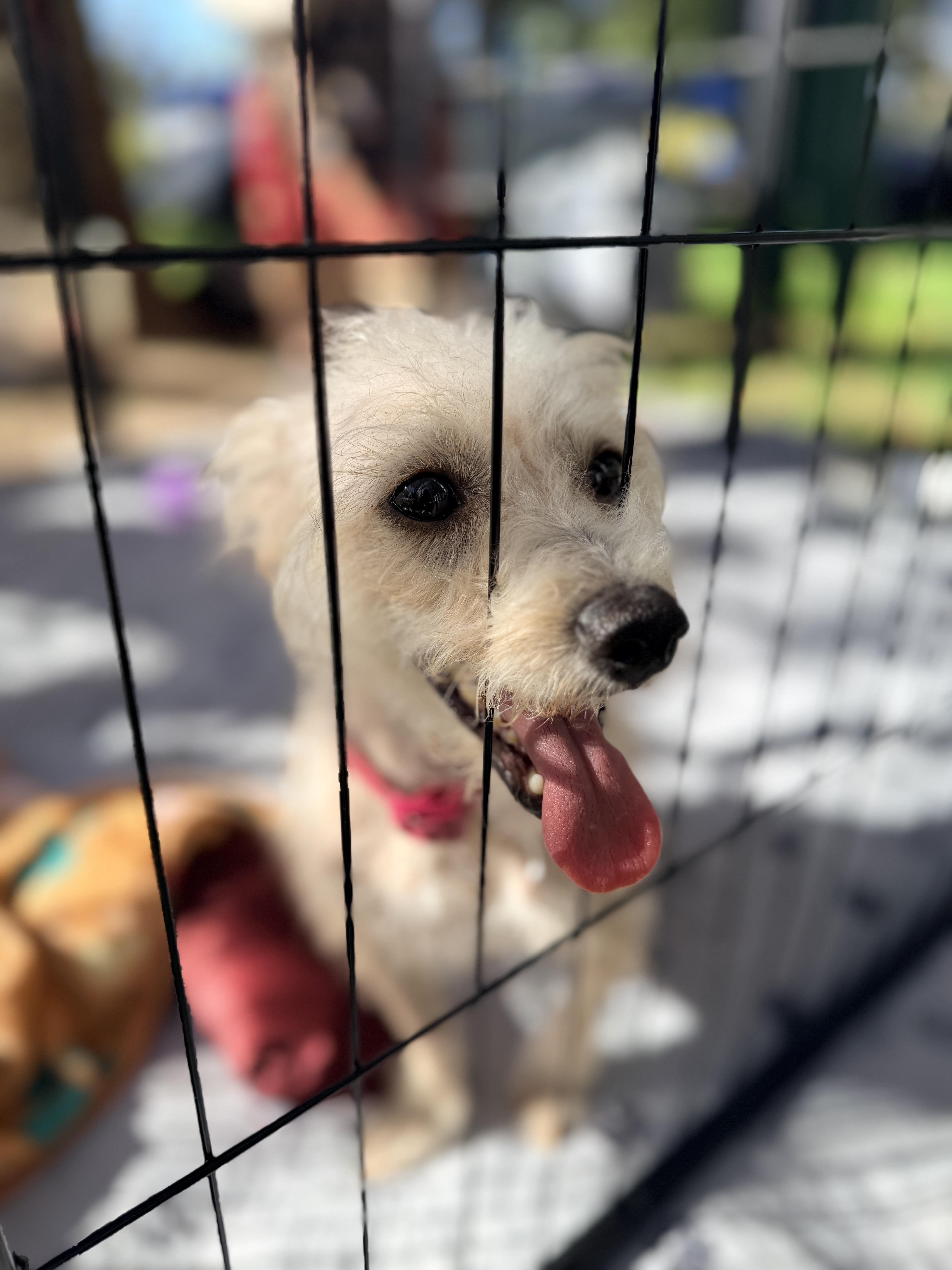 An adult small-sized female Miniature Poodle dog named Madeline for adoption in Penryn, CA