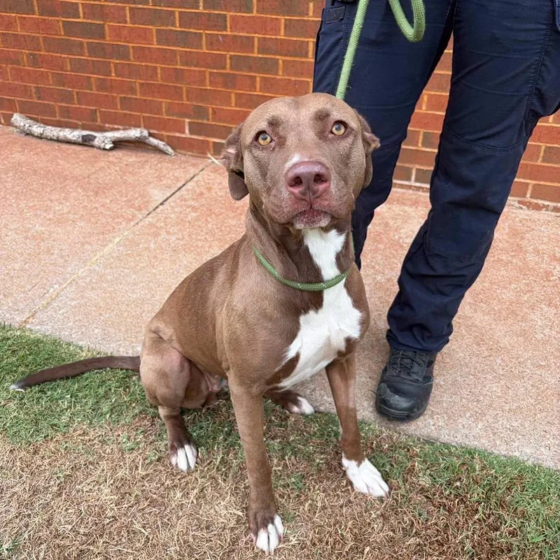 An adult large-sized female Pit Bull Terrier dog named Sky for adoption in Stillwater, OK
