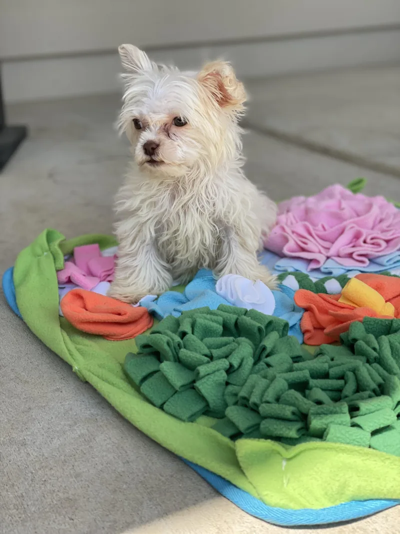 A baby small-sized female White / Cream Maltese dog named Snowball for adoption in Union Grove, WI