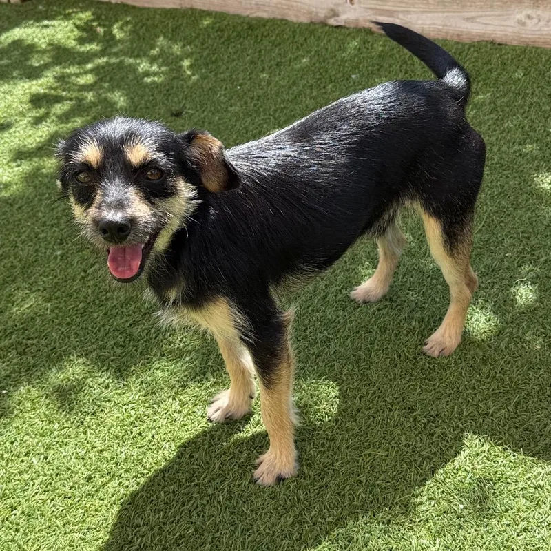 A young small-sized male Black Mixed Breed dog named Firos for adoption in LOXAHATCHEE, FL