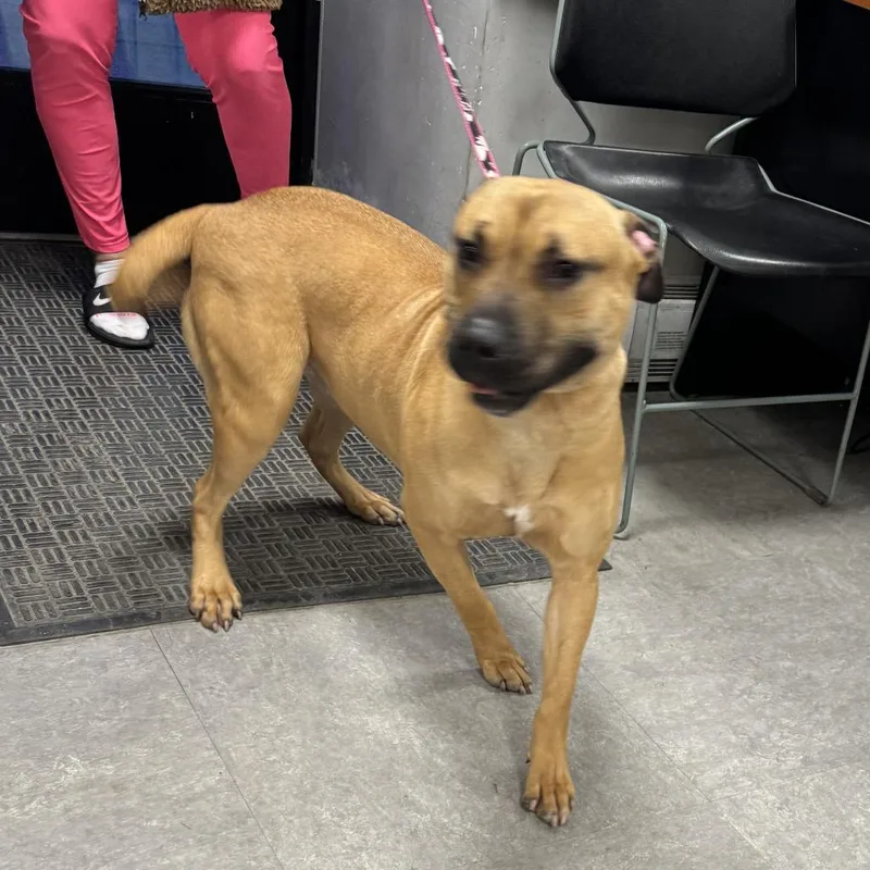 An adult medium-sized female Yellow / Tan / Blond / Fawn Mixed Breed dog named Olivia for adoption in Philadelphia, PA