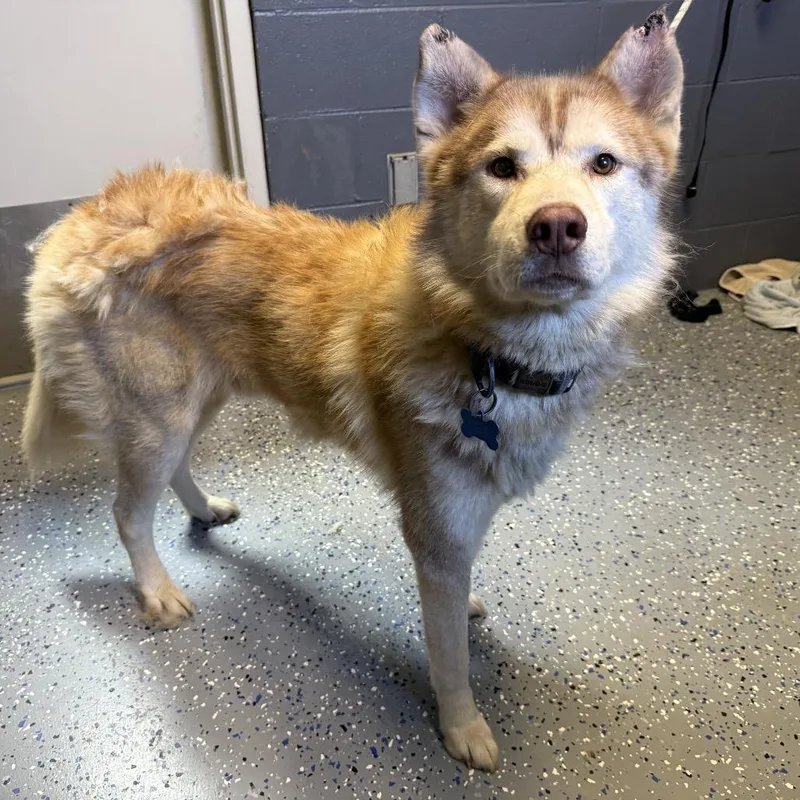 An adult medium-sized male Brown / Chocolate Husky dog named Kronos for adoption in Tuscaloosa, AL