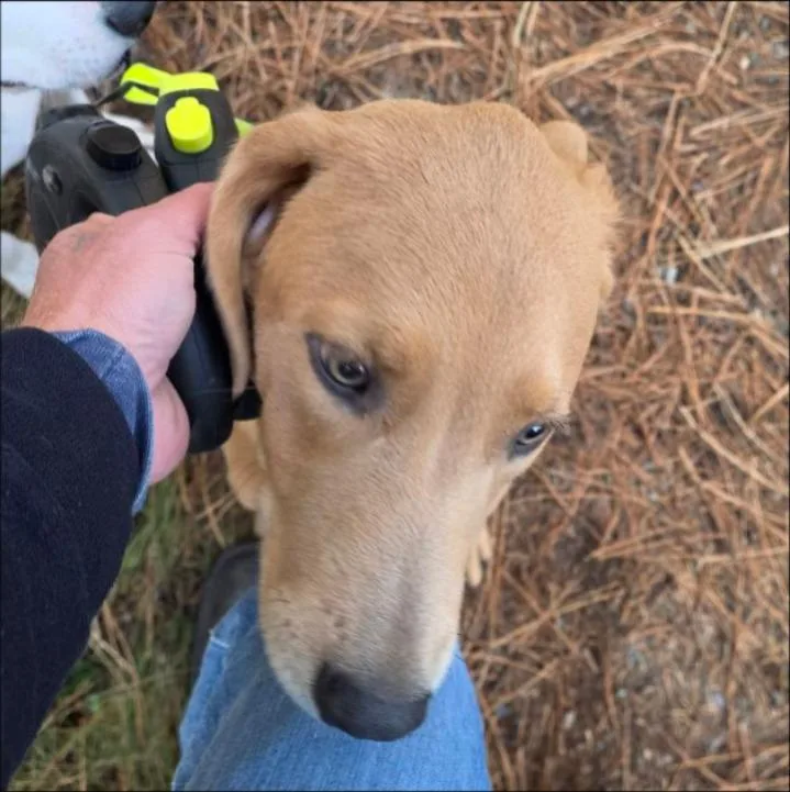 A baby medium-sized male Golden Retriever dog named Maverick for adoption in Thompson Falls, MT