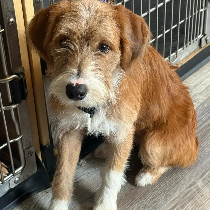 A young small-sized female Golden Wirehaired Terrier dog named Celeste for adoption in New Orleans, LA