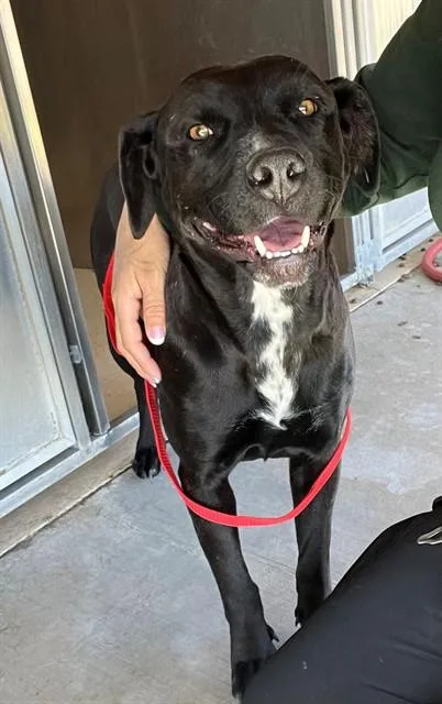 A young medium-sized female Labrador Retriever dog named Jellybean for adoption in Riverside, CA