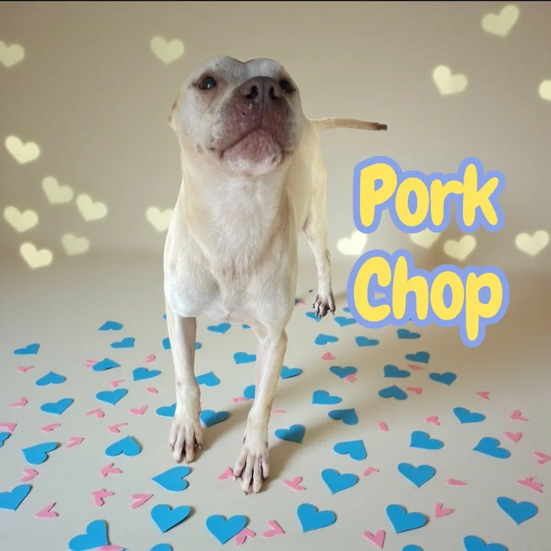 A young medium-sized male Pit Bull Terrier dog named Pork Chop dog for adoption in Chuckey, TN