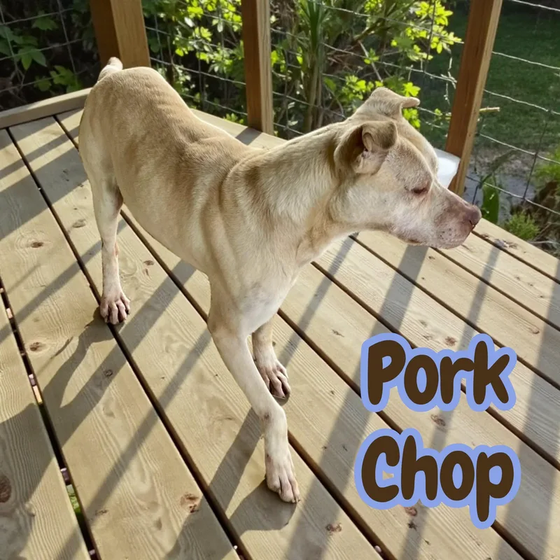 Pork Chop  dog thumbnail 4
